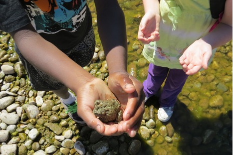 Students spent time along the river catching and releasing toads. All the toads returned to the water unharmed.   