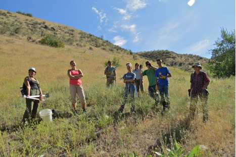 The summer interns all joined forces this week for an epic day of fence removal. The high school field crew spent the bulk of their w eek collecting seeds, but joined with Katharine’s interns on Wednesday to pull the last remaining barbed wire out of Tongue Creek. 