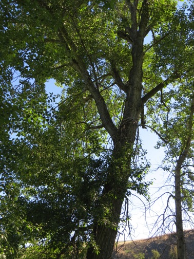 I hear kestrels begging from this tree, but where is the nest? After several days of observation, I find the nest in a cavity about 60 feet high (top of photo).