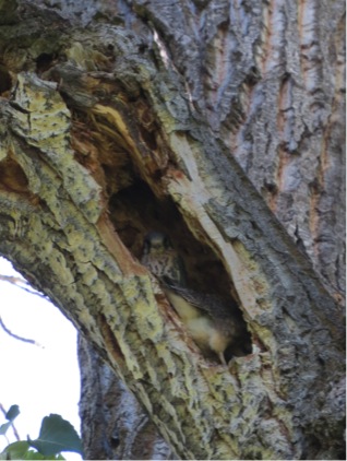 A pair of nestlings peek out of the cavity.