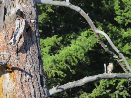 This young male just left his cavity nest in a ponderosa pine snag.