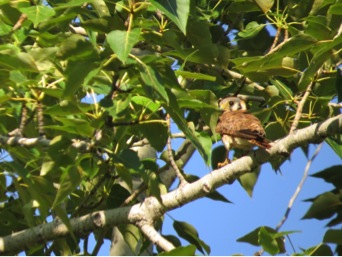 Fluttering from tree to tree constitutes first flight for this fledgling female.