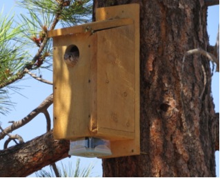 This kestrel box is outfitted with a custom PIT tag reader. PIT tags resemble microchips used on domestic pets. Tags glued to the leg-bands of adult and nestling kestrels emit unique signals that allow us to remotely identify individuals going in and out of the box. We monitor who incubates, who delivers food, and when the young fledge. Next year we hope to design a system effective for natural cavities.