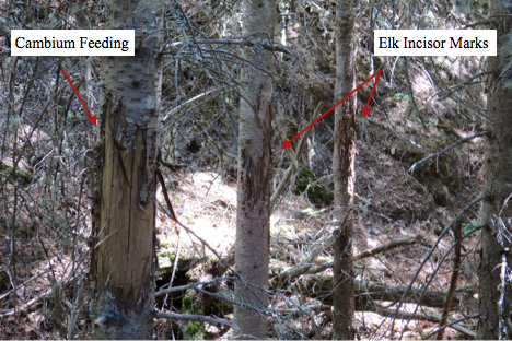 Our third and final day focused on following animals over terrain. The day started in Davis Creek in the northeast corner of the property. Heavy wildlife use in this area leaves copious sign. We immediately found evidence of cambium feeding and elk incisor marks (above).