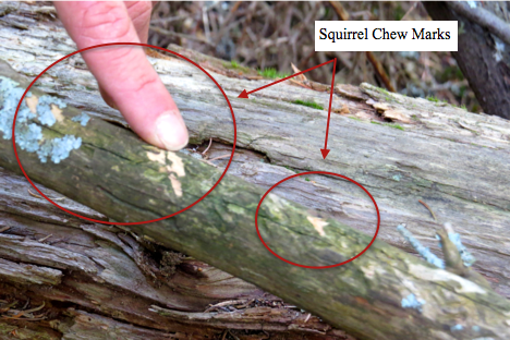 One of the more unusual discoveries of the day was also the smallest. In the photo above, Dave points to territorial marks left by squirrels. 