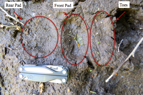 We returned to our hike and found what looked like random depressions in mud (above).