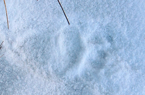 The clear image of a black bear track in snow is included for comparison below. 