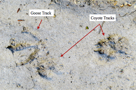 We found numerous coyote tracks in the sandy backchannels, shown above along with a Canada goose track.