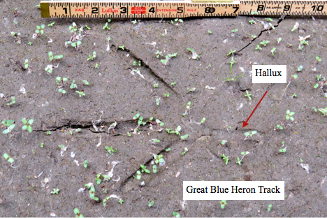 We also saw great blue heron and sandhill crane tracks, shown above. In the heron track, the hallux (rear toe) registered clearly, but it did not register in the crane track. 