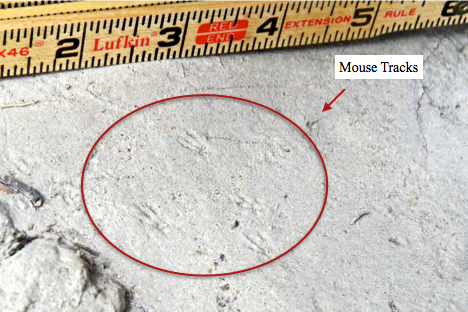 Smaller carnivores such as weasels might hunt around and under the log. In the log we found tracks left by a western harvest mouse (below).