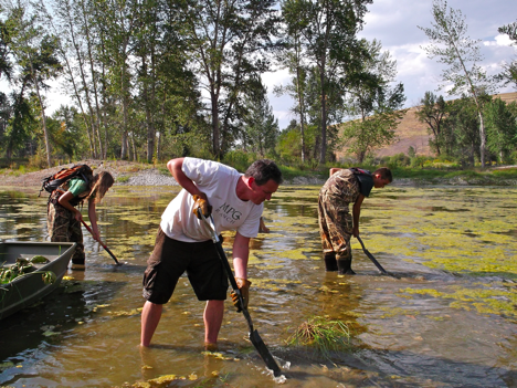 The ECO interns spent their final week contributing to a wetland restoration project. They harvested native plants from existing areas and transplanted them in an effort to establish new plant communities in a man-made wetland. The new wetland was once the site of a shooting range. MPG restored the land by first removing soil contaminated by lead shot and clay pigeons . The site was then converted into an extension of an existing wetland in the Clubhouse Floodplain. 