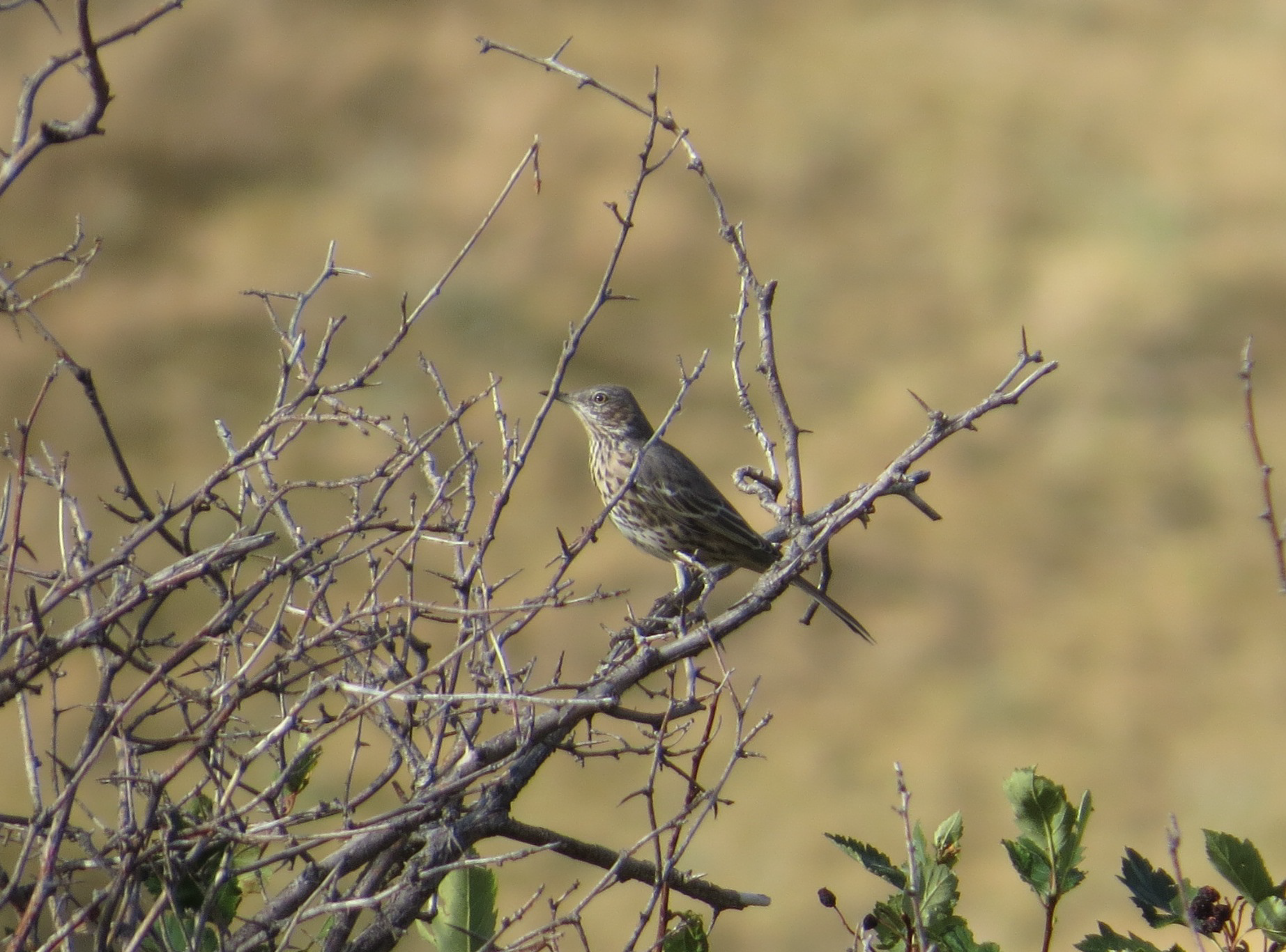 Kate spotted the second Sage Thrasher of the season.