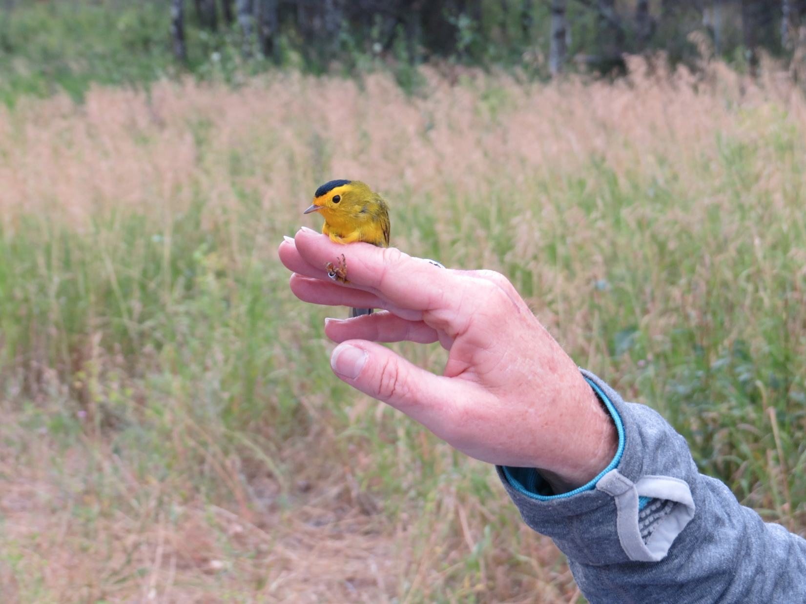 A male Wilson’s Warbler was one of the more uncommon warblers captured by the Avian Science Center this fall.