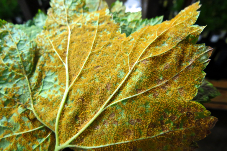 To inoculate seedlings, Ribes leaves infected with blister rust are placed spore-side down on a screen above the trees at 100% humidity (image above).  After a few hours, the virulent fungal spores fall onto the seedlings below.  A single leaf may contain thousands of spores (image below).