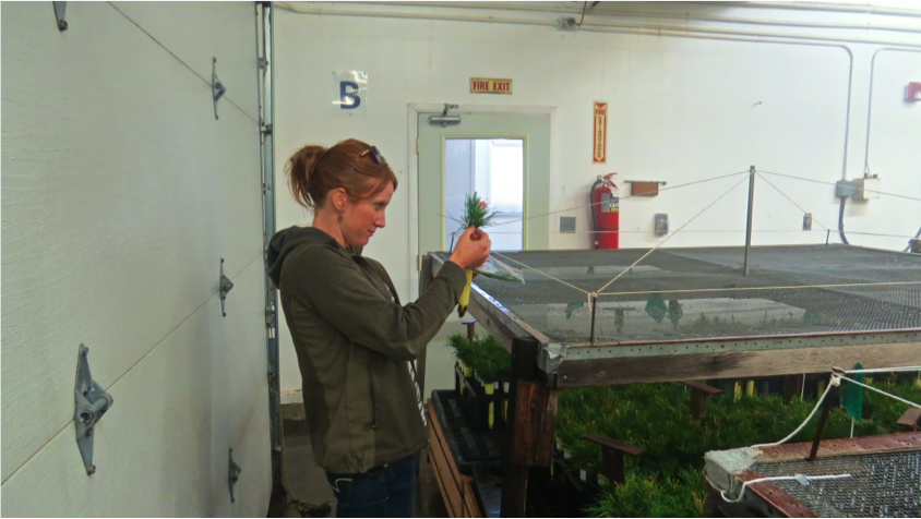 We sampled needle tissue from 20 different families of whitebark pine seedlings in the inoculation chamber (image below), directly before inoculation with blister rust.