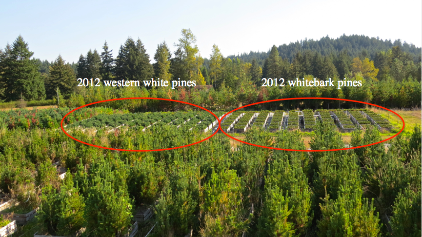 Many western white pines sown in 2010 and inoculated in 2012 already show signs of stem cankering (image below). We used canker data collected last spring to sample needles from trees and families that appear healthy vs. those that show severe systemic infection.