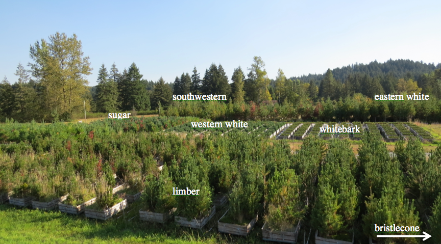 The facilities at Dorena GRC also provide a unique common garden design to compare endophyte communities of different species of five needle pines (image below). We sampled from 2014 needles of sugar, western white, whitebark, bristlecone, southwestern, limber, and eastern white pine trees to look for selection of foliar endophytes based on tree species.  The small spacing between each species group suggests exposure to a similar population of fungal endophytes from the surrounding environment.  