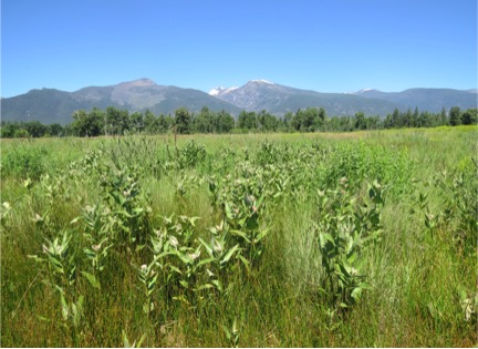 Showy milkweed (Asclepias speciosa, above) provides important resources for western monarchs in the U.S.  Milkweed's toxic properties deter most herbivores, but monarch butterflies lay their eggs on milkweed plants where the larvae then mature and feed on foliar tissues.