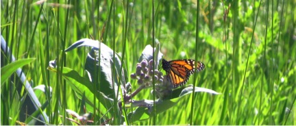 The larvae slowly build a tolerance to milkweed's toxins and become toxic themselves, which helps protect them from predators.