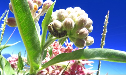 Microscopic organisms also inhabit milkweed.  