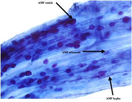 To observe traits of fungi found in milkweed plants from different populations, we collected milkweed tissues at 18 sites from Washington to Minnesota. Under the microscope we observed dense root colonization by arbuscular mycorrhizal fungi (AMF, photo below).  