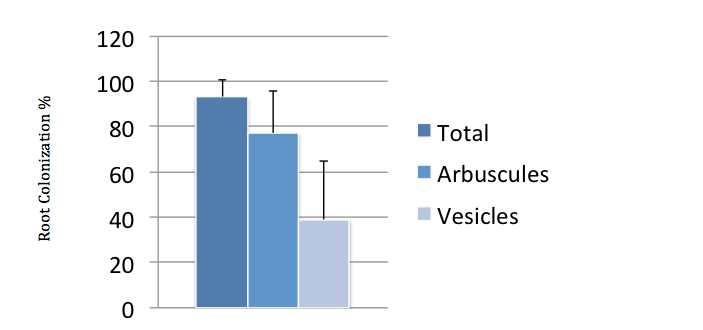 Almost all root segments surveyed were colonized by AMF, which is unusual as root colonization of most plants is usually <50%. 