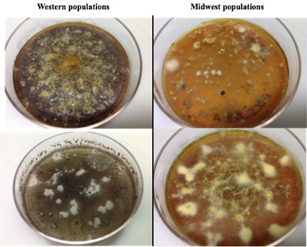 Isolates in the west show darker pigmentation and those in the midwest shower a lighter pigmentation (photo below). Sequence data will tell us how closely related these isolates are to each other and help us determine the types of compounds being produced.