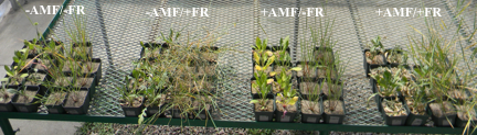 Testing the effect of fire retardant (FR) and arbuscular mycorrhizal fungi (AMF) on slender wheatgrass and blanket flower in a greenhouse experiment.