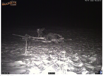 Great Horned Owl eats at a carcass.