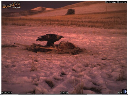 Golden eagle eats at a carcass.