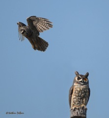 Northern hawk owl.