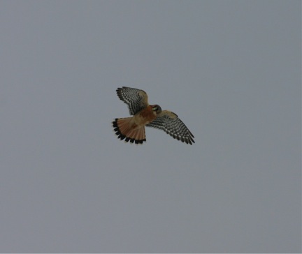 A male American Kestrel briefly hovers over the observation site before flying north.