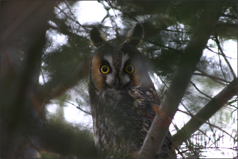 Long Eared Owl