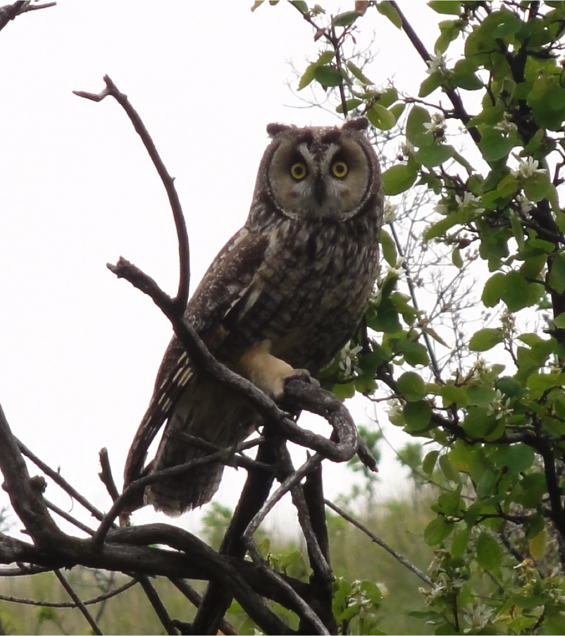 Long eared owl.