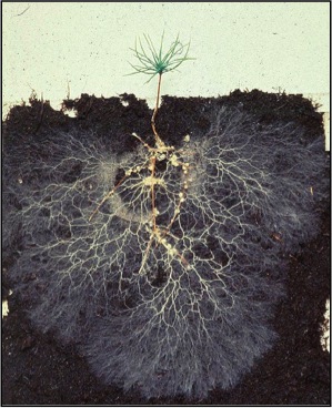 Ectomycorrhizal fungi colonize a small pine seedling