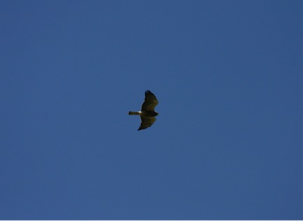 A Swainson’s hawk wings are two-tone underneath. There is a small, local, population in the Missoula valley.