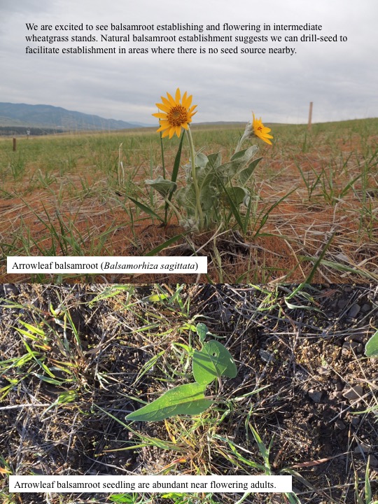 Nutrition in wheatgrass image